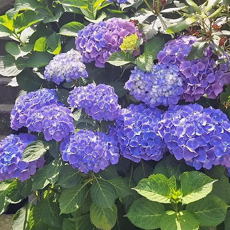 Lägenhet Ori Oriana Baveno